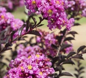 Crapemyrtle hedge made of Delta Fuchsia's pink lavender blooms and dark chocolate folaige