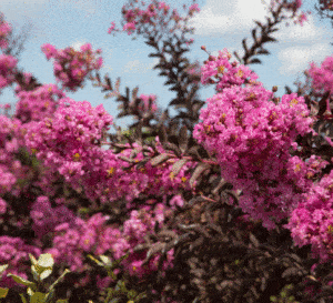 Vigorously blooming Delta Fuchsia Crapemyrtle from the Southern Living Plant Collection