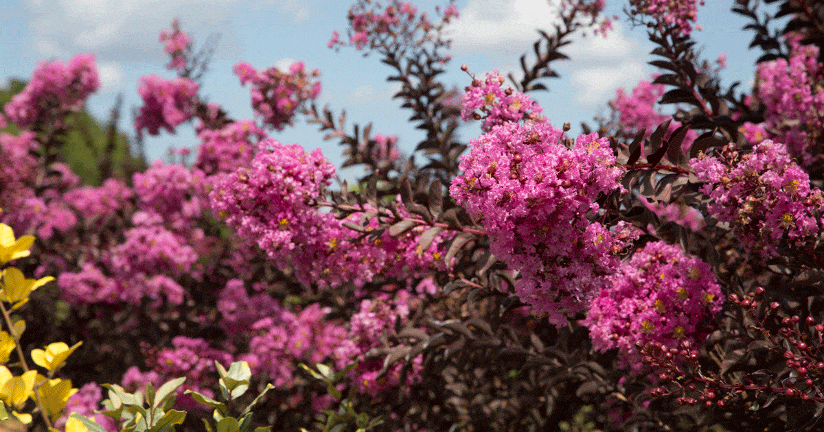 Vigorously blooming Delta Fuchsia Crapemyrtle from the Southern Living Plant Collection