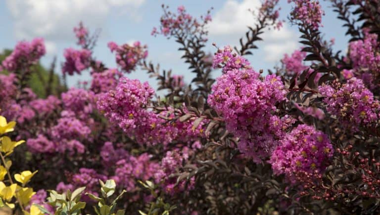 Crapemyrtle hedge made of Delta Fuchsia's pink lavender blooms and dark chocolate folaige