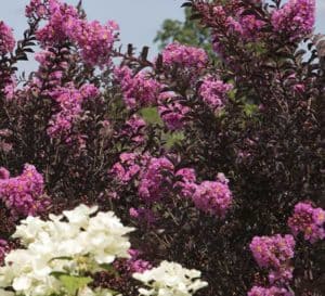 Crapemyrtle hedge made of Delta Fuchsia's pink lavender blooms and dark chocolate folaige
