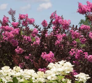 Fuchsia pink Delta Crapemyrtle forms a lovely hedge with white Hydrangeas in the front