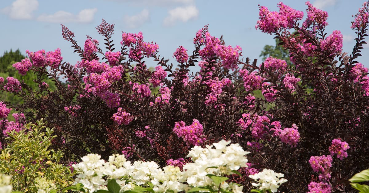 Fuchsia pink Delta Crapemyrtle forms a lovely hedge with white Hydrangeas in the front