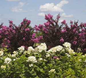 Delta Fuchsia Crapemyrtle in outdoor landscape