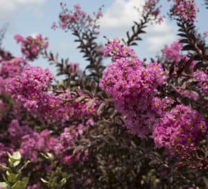 Delta Fuchsia Crapemyrtle with brilliant fuchsia blooms