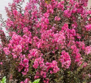 Delta Fusion Crapemyrtle with dark pink blooms and dark burgundy leaves in front yard landscape
