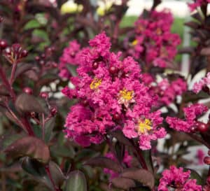 Close up Delta Fusion Crapemyrtle with dark pink blooms and dark burgundy leaves
