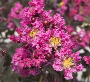 A hot pink crapemyrtle bloom on a white background