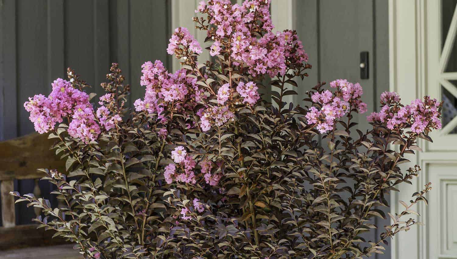 Pink crapemyrtle blooms and dark chocolate foliage adorn a front porch