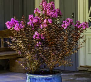 Delta Jazz Crapemyrtle in blue pot on front porch