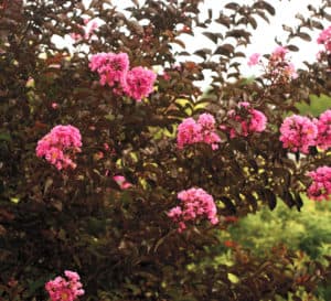 Delta Jazz Crapemyrtle with brilliant pink blooms and dark burgundy foliage