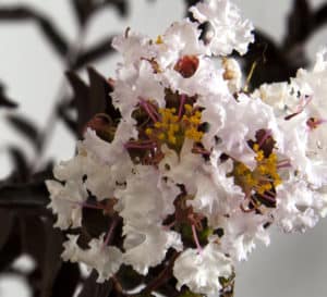 Close up of Delta Moonlight Crapemyrtle with showy white blooms and burgundy foliage