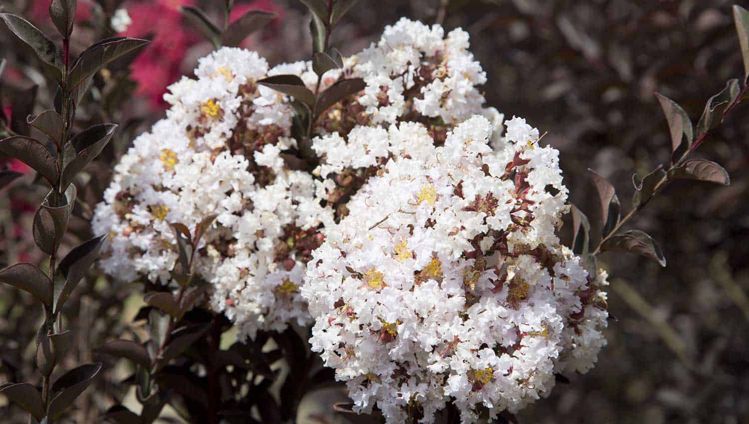 White crapemyrtle blooms and chocolate colored foliage of Delta Moonlight