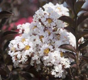 Delta Moonlight bears showy white blooms that contrast vividly with its unique, dark burgundy, curved leaves