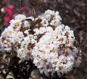 Delta Moonlight Crapemyrtle with showy white blooms and burgundy foliage