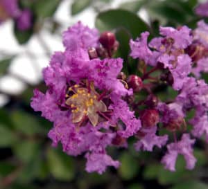 Close up of Early Bird Purple Crapemyrtle with vivid purple blooms
