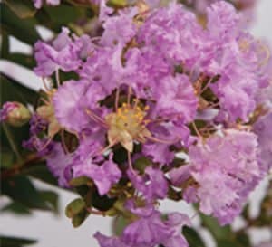 Close up Early Bird Lavender Crapemyrtle with rich lavender blooms