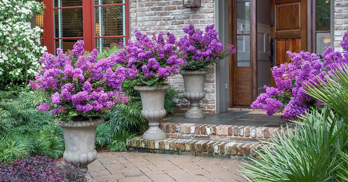 Early Bird Lavender crapemyrtles in a trio of containers framing a brick stair entryway