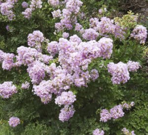  Early Bird Lavender Crapemyrtle with rich lavender blooms