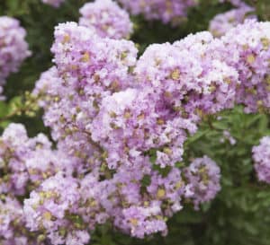 Close up  Early Bird Lavender Crapemyrtle with rich lavender blooms
