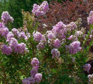  Early Bird Lavender Crapemyrtle with rich lavender blooms