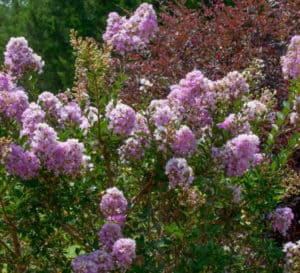 Early Bird Lavender Crapemyrtle with rich lavender blooms