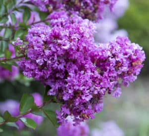 Early Bird Purple Crapemyrtle with vivid purple blooms