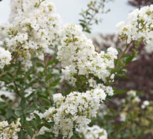 Early Bird White Crapemyrtle with snowy white blooms and green foliage