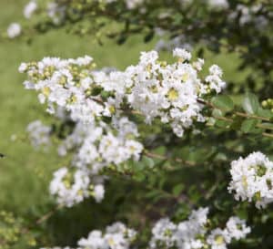 Early Bird White Crapemyrtle with snowy white blooms and green foliage