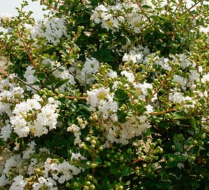 Early Bird White Crapemyrtle with snowy white blooms and green foliage