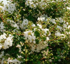 Early Bird White Crapemyrtle with snowy white blooms and green foliage