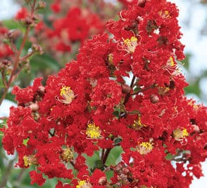 A new crapemyrtle with deep red flowers over an extended bloom season. Plants have lustrous green foliage