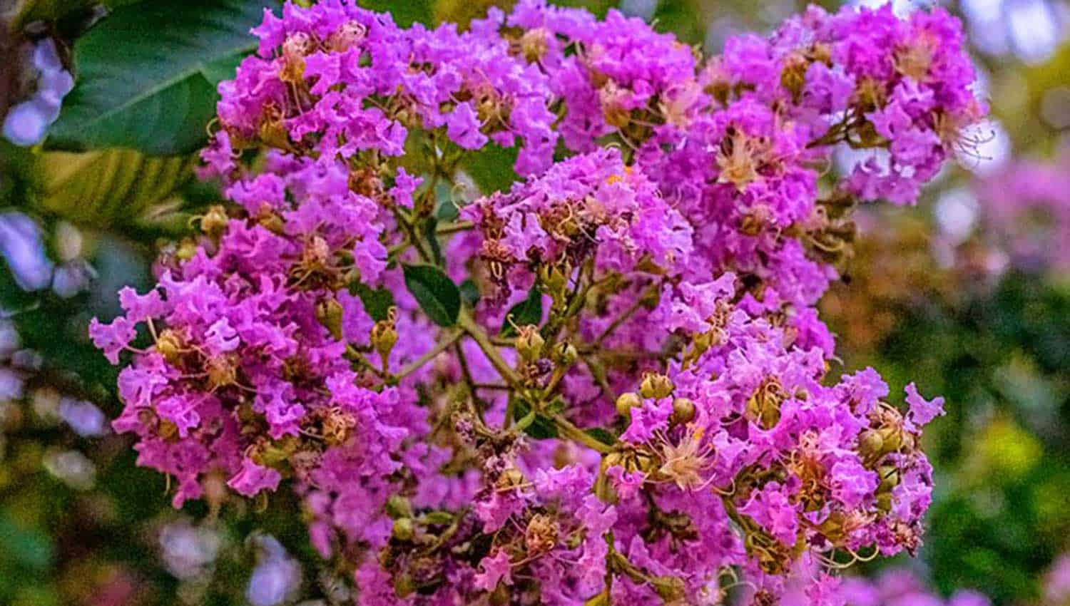 Medium pink crinkled blooms with yellow centers make full bloom heads on MIss Sandra Crapemyrtle