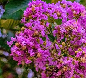 crapemyrtle selected for elite purple flower color and an upright tight growth habit. Attractive persistent green foliage on a thick crown