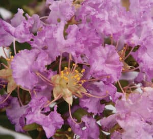 Close up of Early Bird Lavender Crapemyrtle with rich lavender blooms