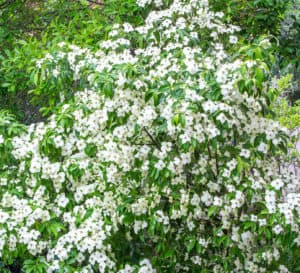 Empress of China Dogwood tree covered in hundreds of four petaled blooms