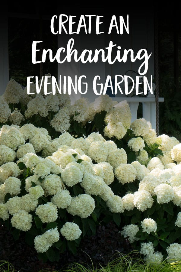 Numerous White Wedding Hydrangeas with text that says Create and Enchanting Evening Garden