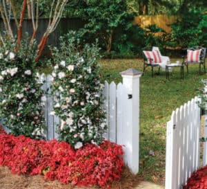 White picket fence with gate lined with the red foliage of Blush Pink Nandina and Inspiration October Magic Camellia