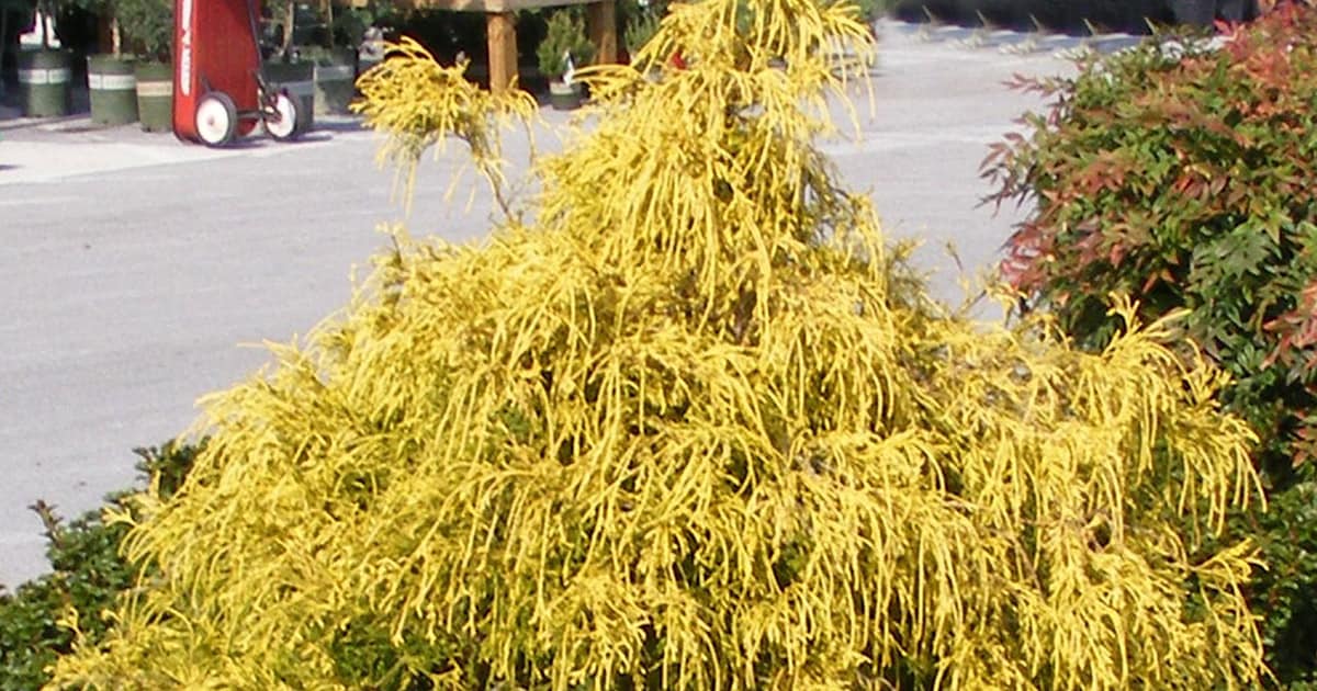 Fringed and golden weeping foliage of Paul's Gold Cypress in a retail center