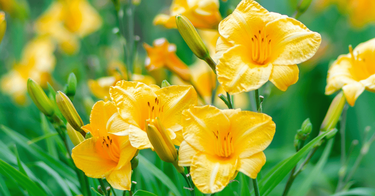 Evergreen Stella® Daylily with vibrant golden-yellow blooms and arching green foliage, adding long-lasting color to a sunny garden bed