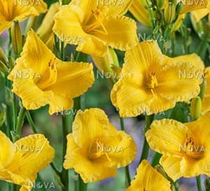 Bakabana Daylily, bright yellow blooms