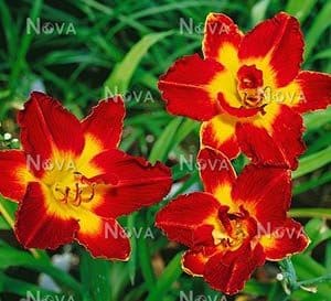 High Voltage Daylily, bright red petals with yellow center