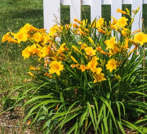 Stella Daylily, light orange blooms with evergreen leaves in front of white picket fence