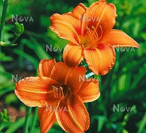 Rocket City Daylily, orange blooms with light yellow stripes