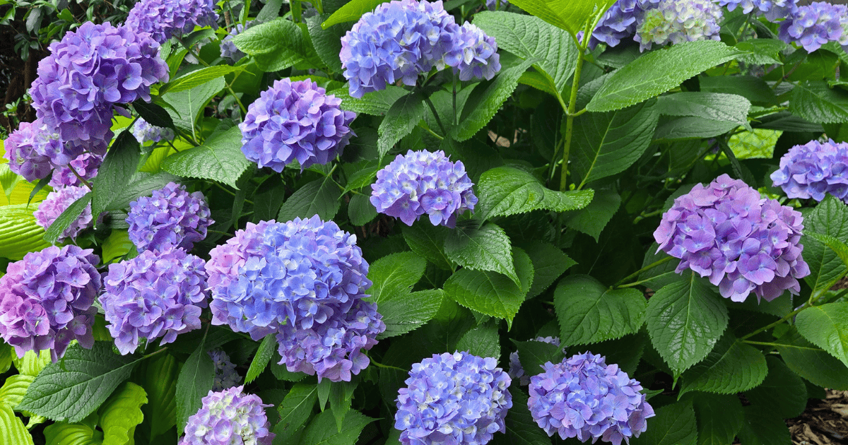 Dear Dolores® Hydrangea with abundant blue and lavender mophead blooms and rich green foliage, creating a lush, full flowering shrub in a garden landscape