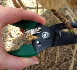 Female holding pruners and making a horizontal cut into Hydrangea stem