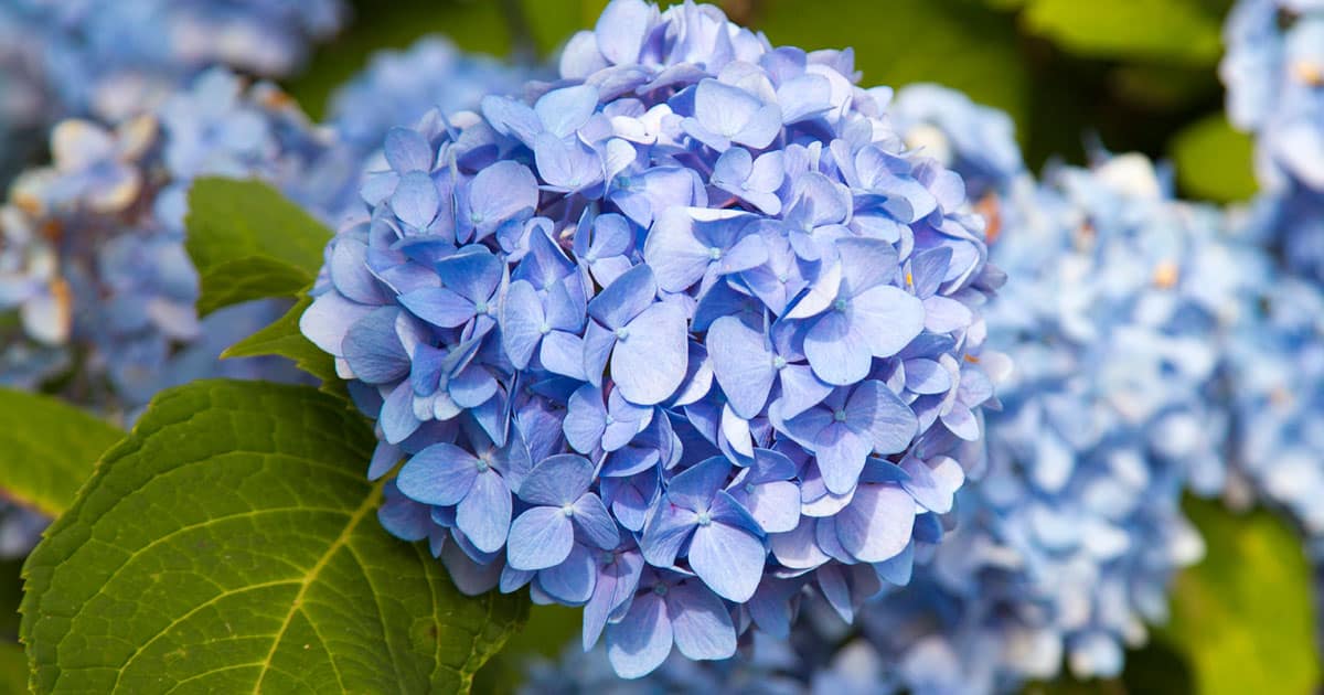 Close-up on beautiful round Dear Dolores Hydrangea blue bloom head
