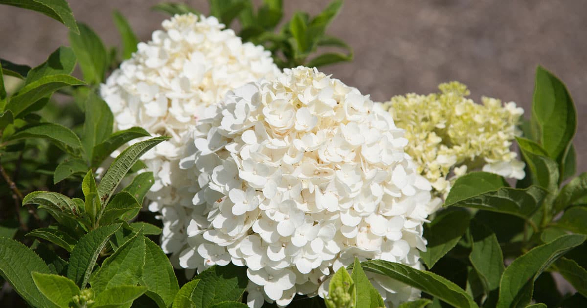 White Wedding Hydrangea bloom close up