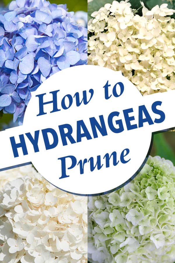Demystifying Hydrangea Pruning 600x900
