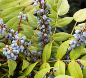 Blue waxy berries on red stems amongst medium green foliage of Marvel Mahonia